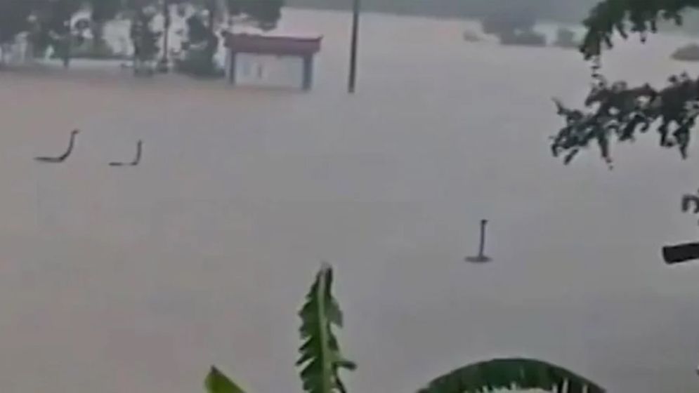 বন্যায় ভেসে গেলো গোখরাসহ ৯০০ সাপ