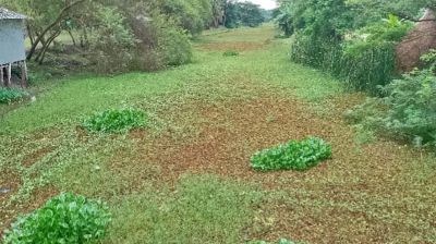 জলজ আগাছায় অস্তিত্ব সংকটে কাটাখালী খাল, স্লুইস গেট নির্মাণের দাবি এলাকাবাসীর