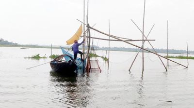 চলনবিলে দেশি মাছের ভরা মৌসুমেও চলছে পোনা নিধন