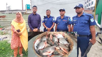 সোনারগাঁওয়ে অভিযানে ২৫ কেজি নিষিদ্ধ পিরানহা মাছ জব্দ