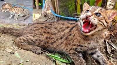 চরভদ্রাসনে জেলের জালে ধরা পড়ল মেছো বাঘের বাচ্চা