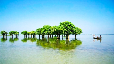 বর্ষায় হাওর বাঁচাতে বৃক্ষশক্তি