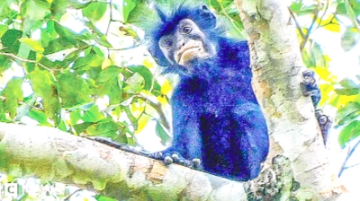 কমলা ঠোঁটের বানর