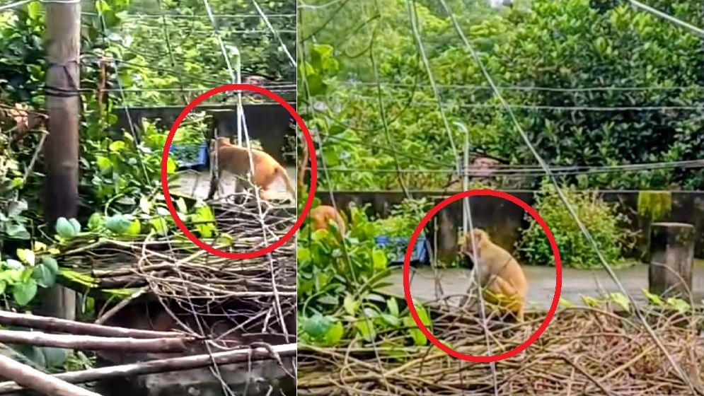 খাবারের সন্ধানে বনের বানর লোকালয়ে