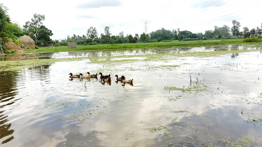 ঠেরক্যান বিলে জলাবদ্ধতা, ৩০০ বিঘা জমি অনাবাদি