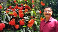 রঙ্গনে রঙিন উঠান, এক গাছে শতাধিক
