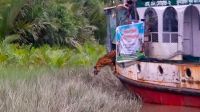 চিকিৎসা শেষে সুন্দরবনে ফিরলো সেই বাঘিনী 