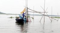 চলনবিলে দেশি মাছের ভরা মৌসুমেও চলছে পোনা নিধন