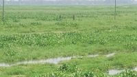 কচুরিপানার দখলে চলনবিল, বিপাকে ৩০ হাজার কৃষক