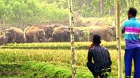 ৩০ বছরেও গড়ে উঠেনি বন্যহাতির খাদ্যভান্ডার, বিপাকে পাহাড়ি গ্রামবাসীরা