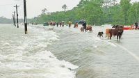 বড় বন্যার শঙ্কা, প্লাবিত হতে পারে ১৬ জেলা