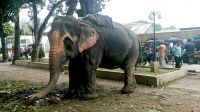 সড়কে টাকা তোলার সময় হাতির ধাক্কা, অটোরিকশা উল্টে শিশুর মৃত্যু