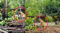 খাবারের সন্ধানে বনের বানর লোকালয়ে