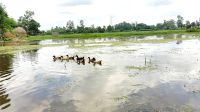 ঠেরক্যান বিলে জলাবদ্ধতা, ৩০০ বিঘা জমি অনাবাদি