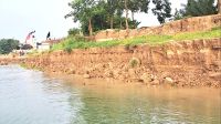 পদ্মার গ্রাসে বিলীন রাজবাড়ীর ফসলি জমি, বসতবাড়ি