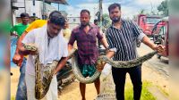 লোকালয়ে ১৮ ফুট লম্বা অজগর, অতঃপর