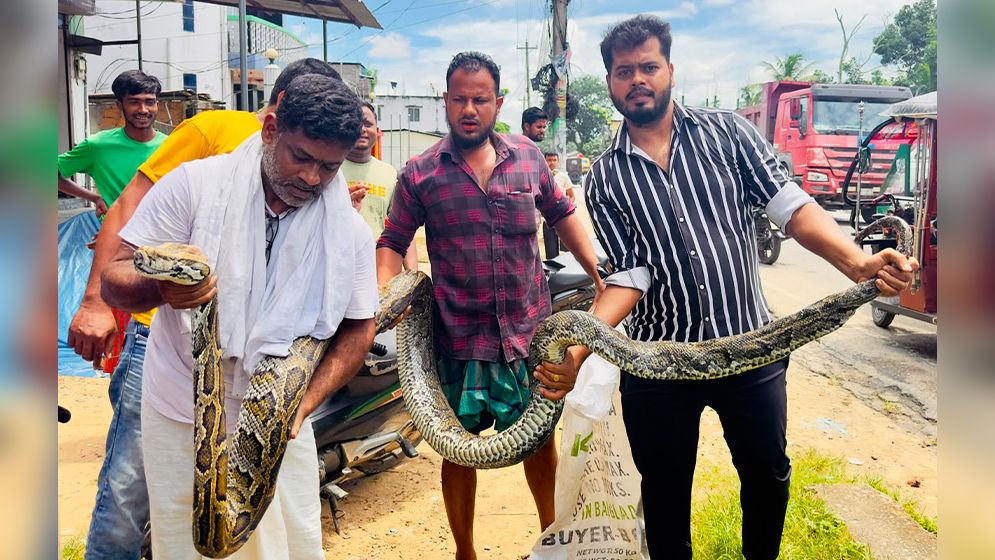লোকালয়ে ১৮ ফুট লম্বা অজগর, অতঃপর