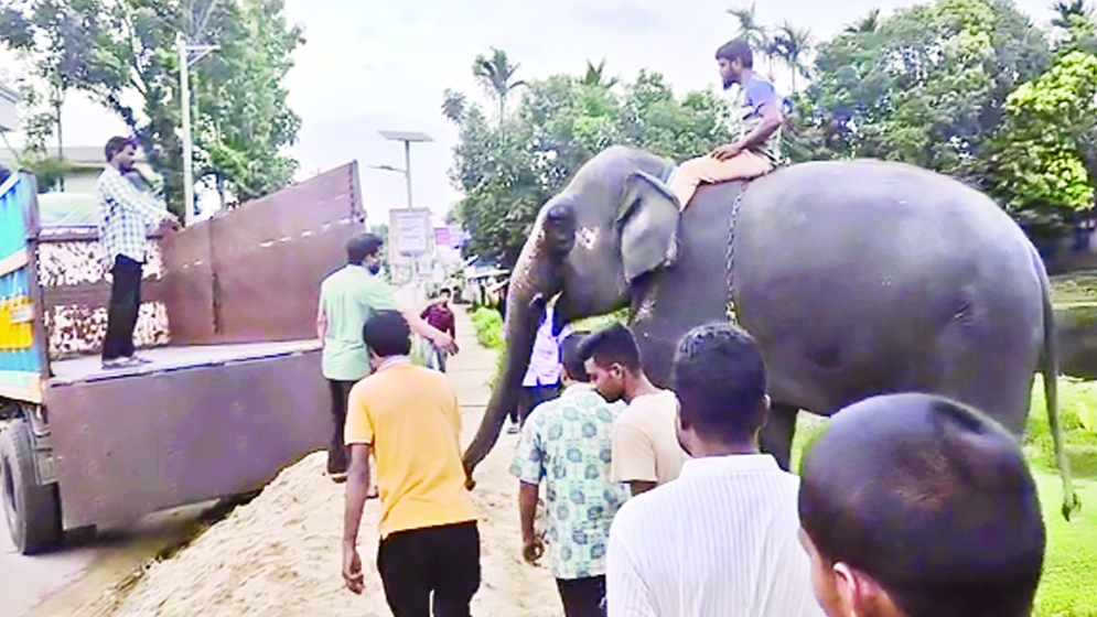 শর্ত ভঙ্গ, ফের সাফারি পার্কে  ‘নিহার কলি’, ‘সম্রাট বাহাদুর’