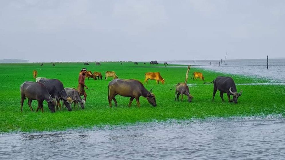 মহিষ চরাতেও দিতে হয় ২০০ টাকা চাঁদা