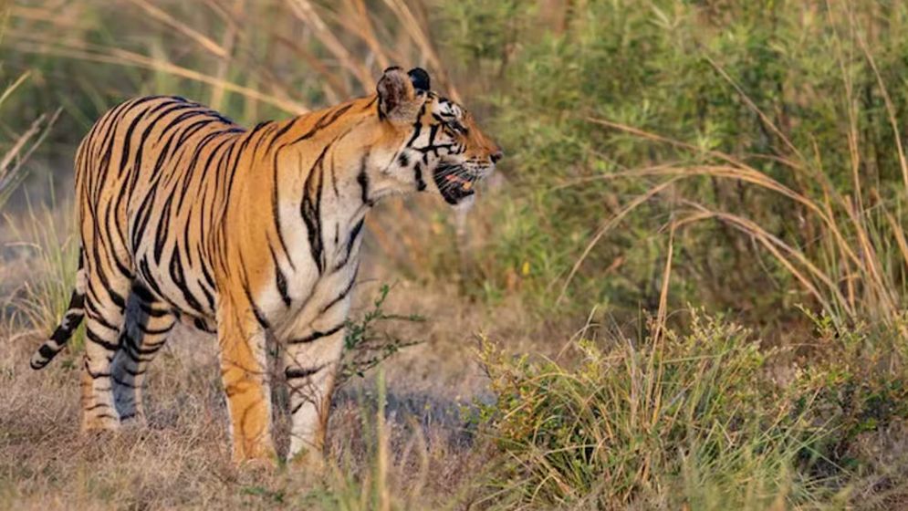 ঘুমন্ত নারীর মাথা কামড়ে ৩০০ মিটার টেনে নিল বাঘ