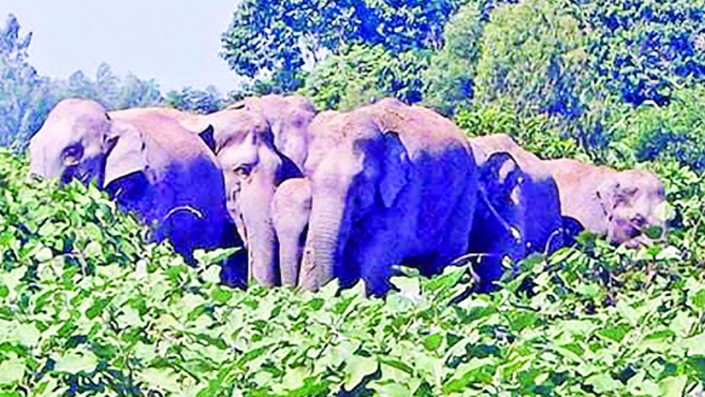 চুনতি বন্যপ্রাণীর অভয়ারণ্য যেন দখলদারের ‘অভয়ারণ্য’