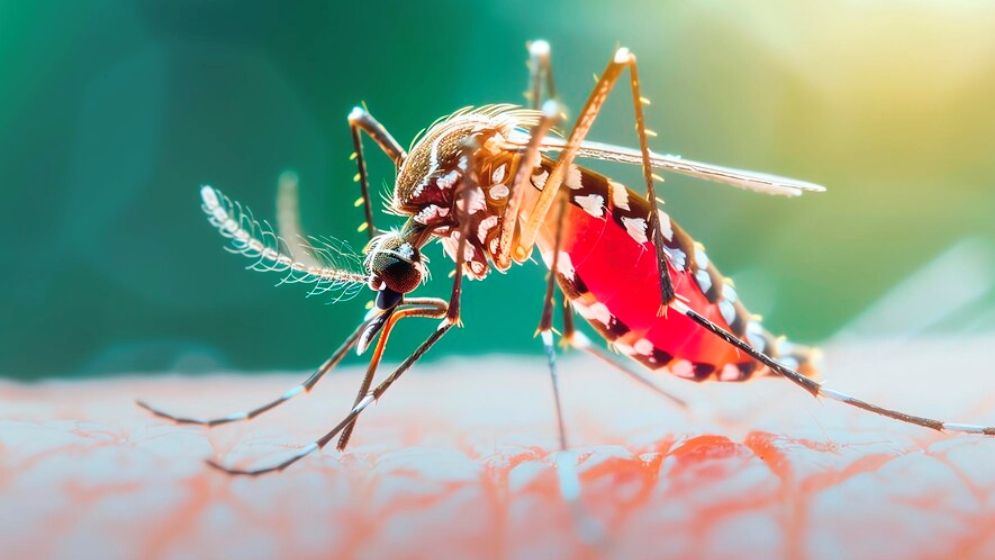 ডেঙ্গুর সংক্রমণ আরো বাড়বে