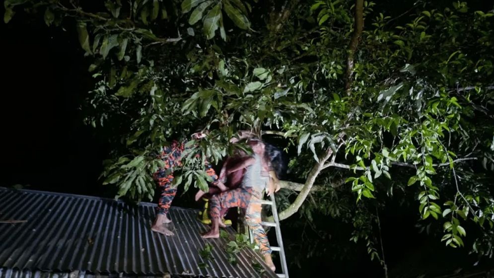 গভীর রাতে গাছের মগডাল গৃহবধূ, অচেতন অবস্থায় উদ্ধার