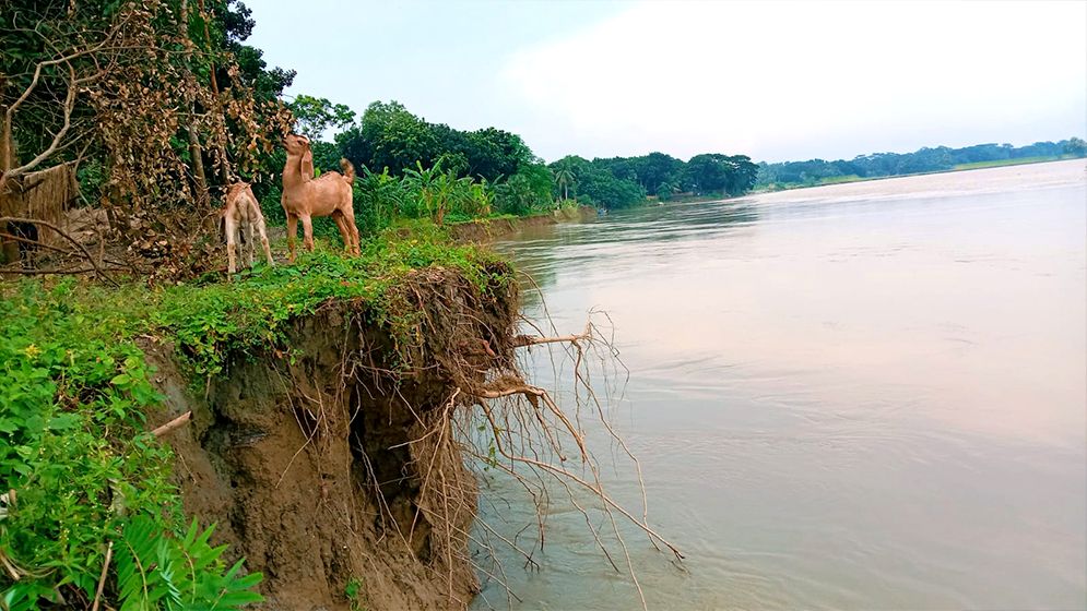 তীব্র ভাঙনে বিলীন হচ্ছে ভিটেমাটি-আবাদি জমি