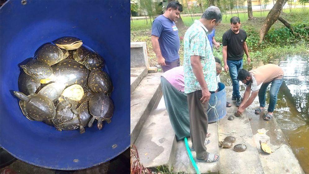 পাচারের উদ্দেশ্যে রাখা বিলুপ্ত প্রজাতির ৩২ কচ্ছপ উদ্ধার