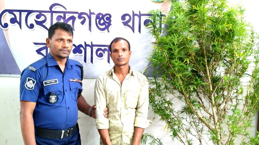 ঘের লিজ নিয়ে গাঁজা চাষ, অতঃপর...