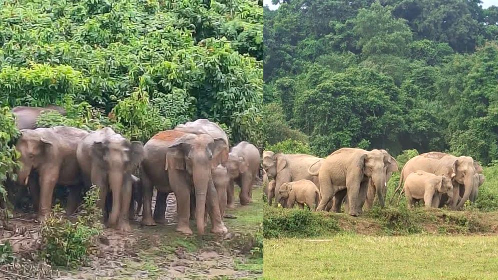 শেরপুরে বন্যহাতির তাণ্ডবে বিপর্যস্ত ১০ হাজার মানুষ