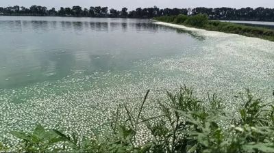 দীর্ঘ লোডশেডিংয়ে অক্সিজেন সংকট, মারা গেল ১৫ কোটি টাকার মাছ