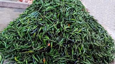 দাম কমাতে কাঁচা মরিচ আমদানির অনুমতি দিল সরকার