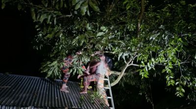 গভীর রাতে গাছের মগডাল গৃহবধূ, অচেতন অবস্থায় উদ্ধার