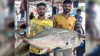 জেলের জালে ধরা পড়লো দেড় মণের তবল মাছ