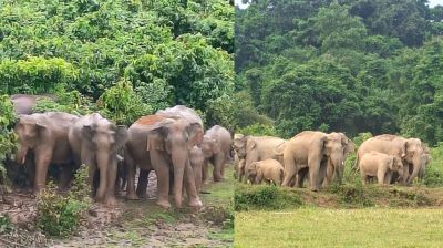 শেরপুরে বন্যহাতির তাণ্ডবে বিপর্যস্ত ১০ হাজার মানুষ