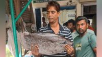 কুয়াকাটায় জেলের জালে বিরল ‘স্লেন্ডার সানফিশ’