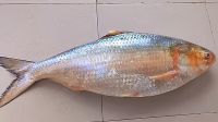 এক ইলিশ বিক্রি হলো ৮ হাজার ৫০০ টাকায় 