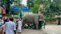 সাত দিনের ‘থানা জীবন’ শেষে মালিকের কাছে ফিরছে জব্দ হাতি