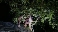 গভীর রাতে গাছের মগডাল গৃহবধূ, অচেতন অবস্থায় উদ্ধার