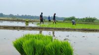 আমনের ভরা মৌসুমে সার সংকট, দামও বাড়তি 