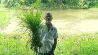 সরকারি কর্মকর্তার বিরুদ্ধে ধানের চারা নষ্ট করে জমি দখলচেষ্টার অভিযোগ
