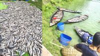 অক্সিজেন সংকটে মারা গেলো ১৫ কোটি টাকার মাছ