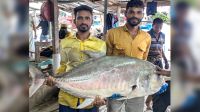জেলের জালে ধরা পড়লো দেড় মণের তবল মাছ
