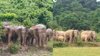 শেরপুরে বন্যহাতির তাণ্ডবে বিপর্যস্ত ১০ হাজার মানুষ