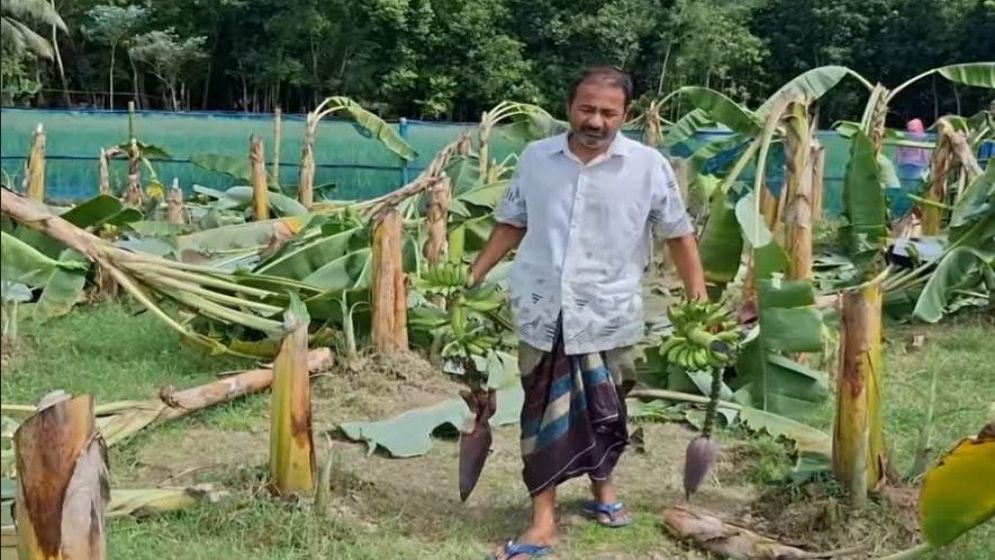 ৪০০ কলাগাছ কেটে দিল দুর্বৃত্তরা, বিপাকে কৃষক পরিবার