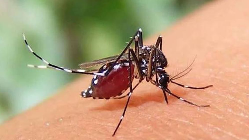 ডেঙ্গু ও হামের দ্বৈত প্রকোপ, দিশেহারা সাধারণ মানুষ