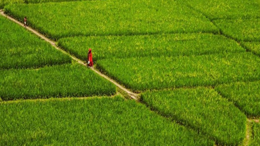 নতুন নিয়মে জমির নামজারি, লাগবে যেসব কাগজপত্র 