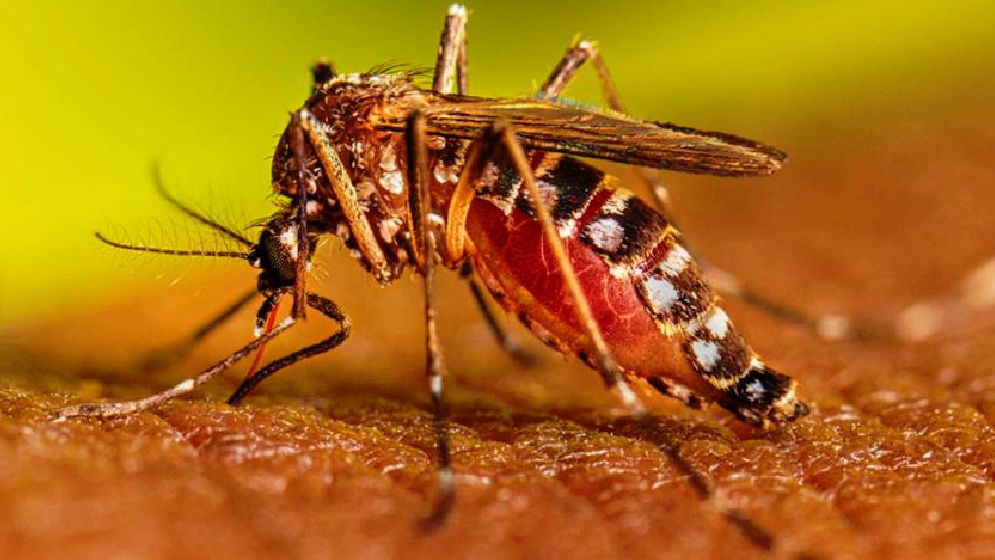 ডেঙ্গুতে আরো ৬ জনের মৃত্যু
