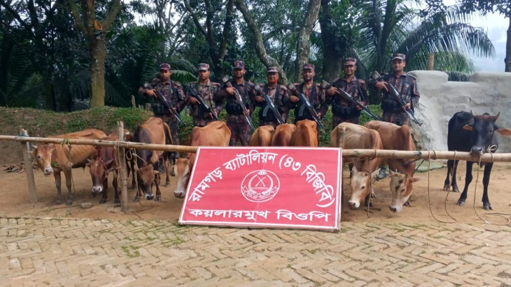 সীমান্তে বিজিবির অভিযানে ১০ ভারতীয় গরু জব্দ